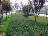2008社會(huì)精品工程之通朝大街景觀(guān)工程