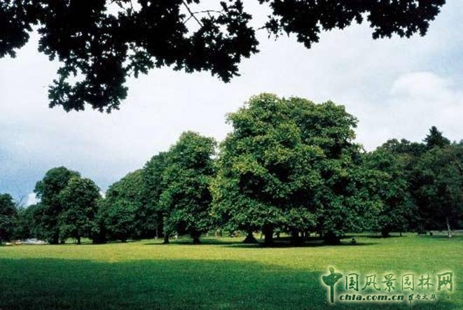 綠色 奧運 綠地系統規(guī)劃 劉秀晨 中國風景園林網
