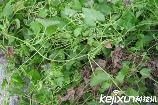 植物知識(shí)：中國(guó)入侵植物盤點(diǎn)
