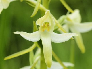 隆化發(fā)現(xiàn)蘭科重點保護植物二葉舌唇蘭