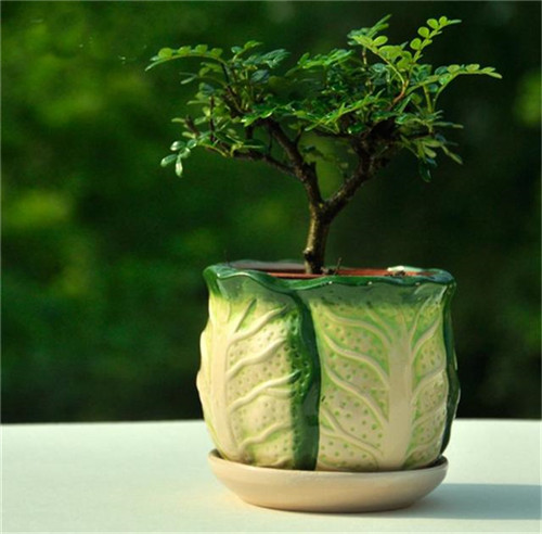 這5種清香花卉你要養(yǎng)，開花了，比香水還香！