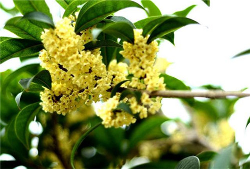 這5種清香花卉你要養(yǎng)，開花了，比香水還香！