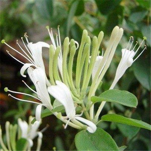 這花卉種庭院美哭了，清香撲面，花瓣搖曳