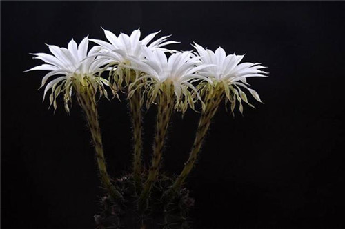 農(nóng)村最普通的花卉，從來(lái)不用澆水