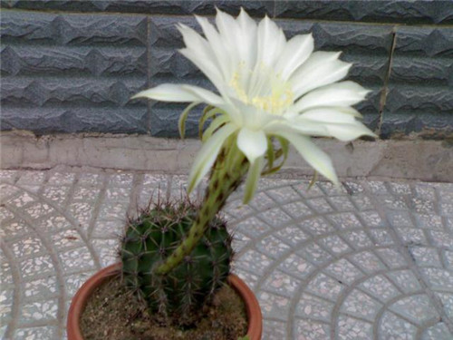 農(nóng)村最普通的花卉，從來(lái)不用澆水