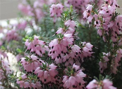 歐石楠——花朵漂亮高雅，花期長(zhǎng)