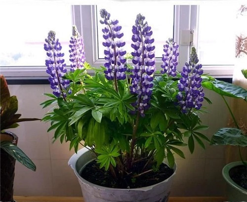 養(yǎng)這些花卉讓家里色彩斑斕，超級漂亮