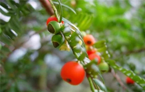 國際生物多樣性日到泰順烏巖嶺看珍稀動(dòng)植物