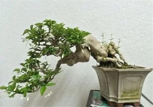 枝干經(jīng)過精雕細(xì)琢，顯得別致生動(dòng)有個(gè)性