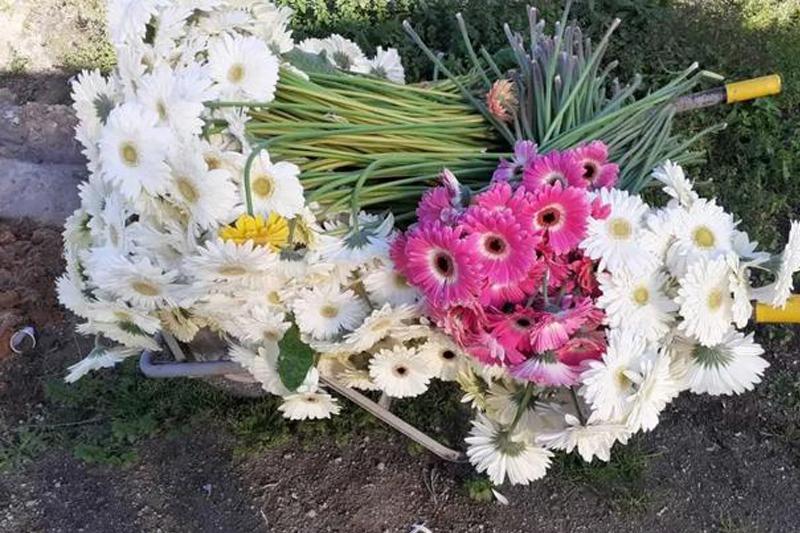 大量花展取消，花卉業(yè)何去何從？